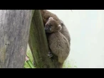 Raro filhote de lêmure-do-bambu brilha em zoológico na França | AFP