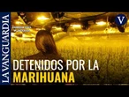 Detenidas dos personas por una plantación de marihuana en Navacerrada