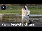 Risiko für Hausgeflügel durch Wildvögel deutlich gestiegen