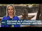 TIERGARTEN NÜRNBERG: Pavian-Kadaver sollen öffentlich verfüttert werden! – Tötung polarisiert weiter