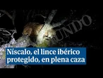 Graban a Níscalo, un lince ibérico protegido, en plena caza de corderos