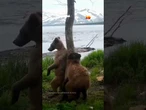 Câmera flagra ursos-pardos usando árvore como "rede social" na Rússia