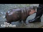 Thai zoo moves to patent image of viral baby hippo Moo Deng