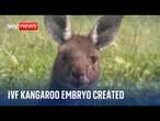 Scientists create first Kangaroo embryo using IVF