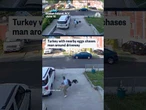Turkey with nearby eggs chases man around driveway