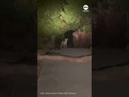 Bear and coyote keep each other company in fire-ravaged Altadena
