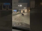 MIEJSKA DŻUNGLA: Dzikie zwierzęta atakują! Czy jesteśmy bezpieczni?