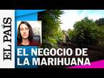 MARIHUANA | El uso terapéutico de la planta y cómo se ha convertido en un negocio millonario