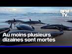 Australie: plus de 150 fausses orques se sont échouées sur une plage de Tasmanie