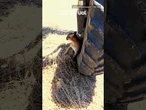 Onça-parda assusta agricultores em lavoura na zona rural de Boa Vista; vídeo