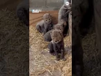 Cheetah cubs born at Saint Louis Zoo for first time in more than seven years