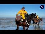 El turismo mantiene viva la pesca tradicional de camarones a caballo en la costa belga