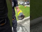 Gatinho cai em bueiro nos EUA, é resgatado e ganha uma família no mesmo dia