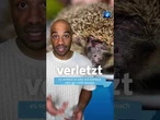 Ihr findet tagsüber einen Igel? In diesem Video erfahrt ihr, was zu tun ist. #igel #shorts