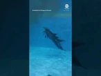 Dolphin gives birth in Illinois zoo