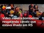 Cavalo ilhado em Canoas (RS): Novo vídeo mostra bombeiros resgatando o animal