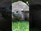 World's oldest tortoise among Guinness World Records ICONs #news #guinnessworldrecords #animals