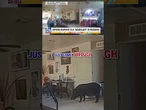 ‘BOAR-GLARY’: Florida deputies chase down wild boar that invaded home #foxnews #news #shorts