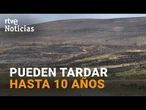 INCENDIOS FORESTALES: RECUPERAR los BOSQUES QUEMADOS, un PROYECTO a LARGO PLAZO | RTVE Noticias