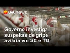 Gripe aviária: governo investiga suspeitas de casos em SC e TO; GO decreta emergência zoossanitária