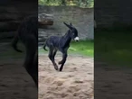 Maluch w zoo – we Wrocławiu przyszedł na świat osiołek