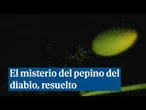 Desvelado el misterio del pepino del diablo que ha intrigado a los científicos durante décadas
