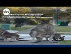 Massive kangaroo stands guard on neighborhood sidewalk