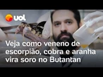 Cobra, aranha, escorpião e mais: veja como o veneno vira soro no Instituto Butantan; vídeo