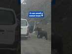 Fearless motorist feeds a bear by hand