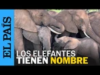 CIENCIA | Los elefantes responden cuando los llaman por su nombre | EL PAÍS