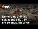 População de animais selvagens diminuiu em média 73% em 50 anos, diz estudo da WWF