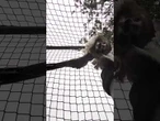 Hawk rescued after getting stuck in batting cage