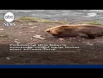 Following this bear's example could help lower your screen time