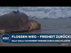 FLORIDA: Flossen weg - Freiheit zurück! Schildkröte Dilly Dally schwimmt wieder durch den Atlantik