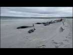 No comment : 77 baleines échouent sur une plage en Ecosse | euronews