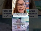Calls grow for London aquarium to move 16 penguins that activists say are 'trapped'