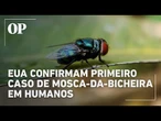 EUA confirmam primeiro caso de mosca-da-bicheira em humano após viagem a El Salvador