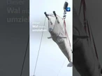 Beluga-Wale ziehen um #tagesschau #nachrichten #wal