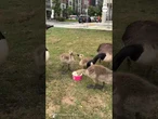 Thirsty goose shares moment with woman in New Jersey