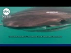 Great white shark seen off Rhode Island coast in rare underwater video