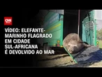 Vídeo: Elefante-marinho flagrado em cidade sul-africana é devolvido ao mar | CNN BRASIL
