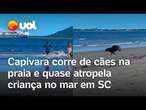 Capivara corre de cães na praia e quase atropela criança no mar em Santa Catarina; veja vídeo