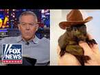 Gutfeld: Did this little squirrel just red pill America?