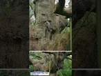 'Robin Hood' oak tree dies in the U.K.