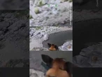 Arizona, cane ferito salvato con elicottero