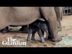 'Such a blessing': Whipsnade welcomes endangered baby Asian elephant