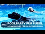 ENGLAND: Hundeschwimmkurs in Kent - Therapie und Spaß im Wasser für Vierbeiner