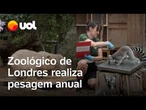 Animais do Zoológico de Londres sobem à balança para pesagem anual e coleta de dados; assista