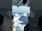 WATCH: Dolphins put on a spectacular show for tourists #shorts