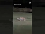 Animals converge on South African golf course to compete for impala remains
